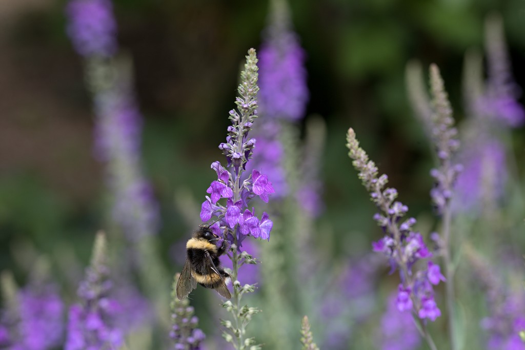 Bombus Hommel walstroleeuwenbek linaria insect insecten kever kevers tor torren spin spinnen wesp wespen bij bijen sprinkhaan sprinkhanen vlieg vliegen mug muggen